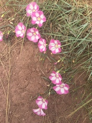 Convolvulus chinensis