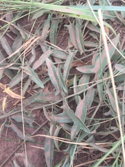 Convolvulus chinensis