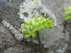 Chamaesciadium acaule
