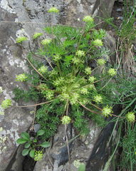 Chamaesciadium acaule