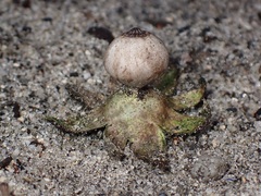 Geastrum pectinatum