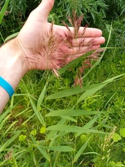 Phragmites australis