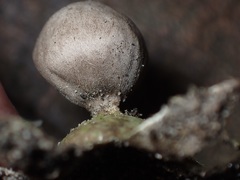 Geastrum pectinatum