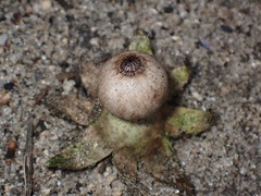 Geastrum pectinatum
