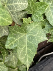 Hedera helix