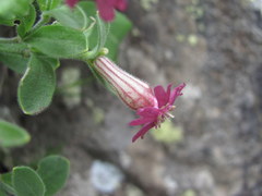 Silene pygmaea