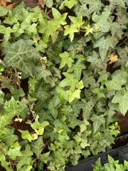 Hedera helix