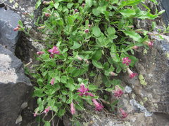 Silene pygmaea