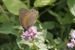Hyponephele lycaon