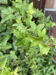 Hedera helix