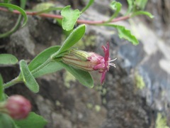 Silene pygmaea