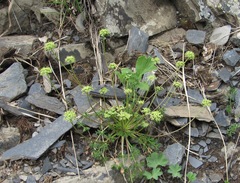 Chamaesciadium acaule