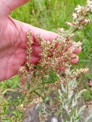 Artemisia vulgaris