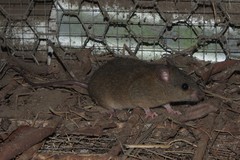 Melomys cervinipes