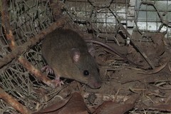 Melomys cervinipes