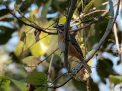 Cercotrichas barbata