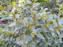 Rhamnus alaternus