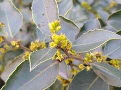 Rhamnus alaternus