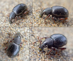 Otiorhynchus nodosus