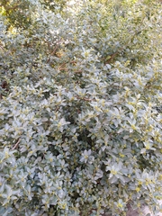 Rhamnus alaternus