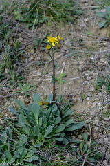 Jacobaea auricula
