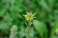 Sisymbrium runcinatum