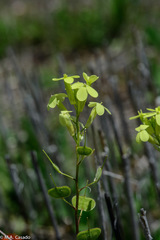 Biscutella auriculata