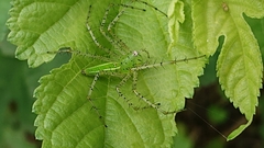 Peucetia formosensis