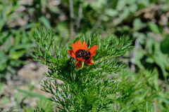 Adonis annua