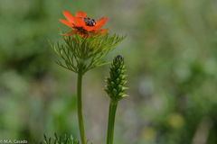 Adonis annua
