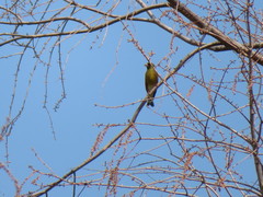 Chloris sinica