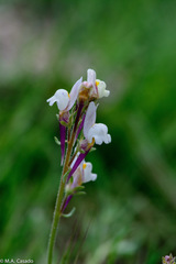 Linaria amethystea
