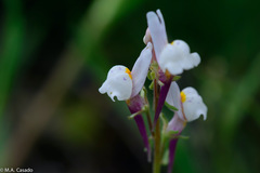 Linaria amethystea
