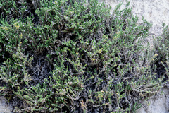 Herniaria fruticosa