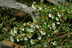 Logania linifolia