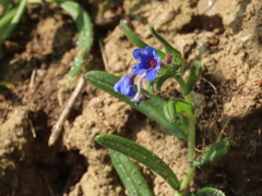 Glandora diffusa