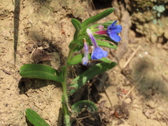 Glandora diffusa