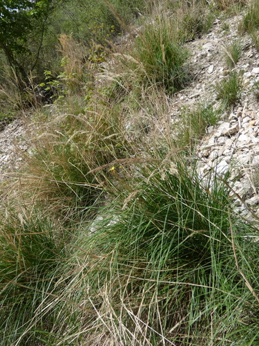 Image of Achnatherum calamagrostis by (c) Yves Bas, some rights reserved (CC BY)