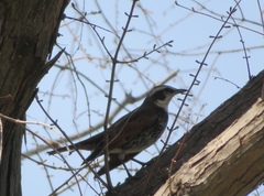 Turdus eunomus