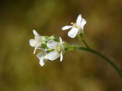 Arabis ciliata