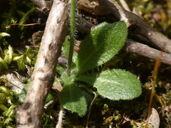 Arabis ciliata
