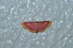 Idaea muricata