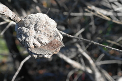 Hakea propinqua