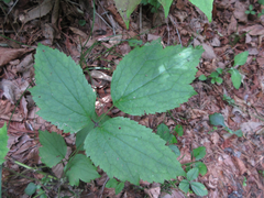 Clematis heracleifolia