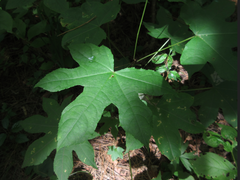 Kalopanax septemlobus