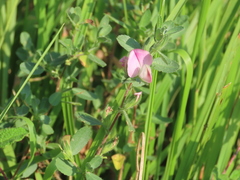 Ononis spinosa spinosa