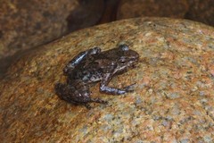 Taudactylus eungellensis
