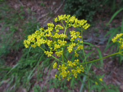 Patrinia scabiosifolia