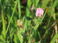 Ononis spinosa spinosa