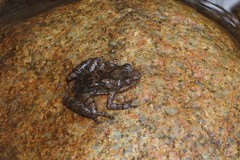 Taudactylus eungellensis